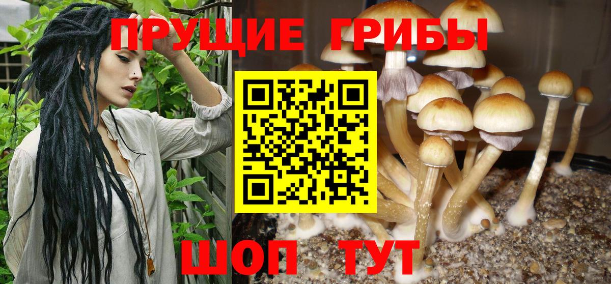 Усть-Кут  Псилоцибиновые грибы мицелий  Вход с VPN 